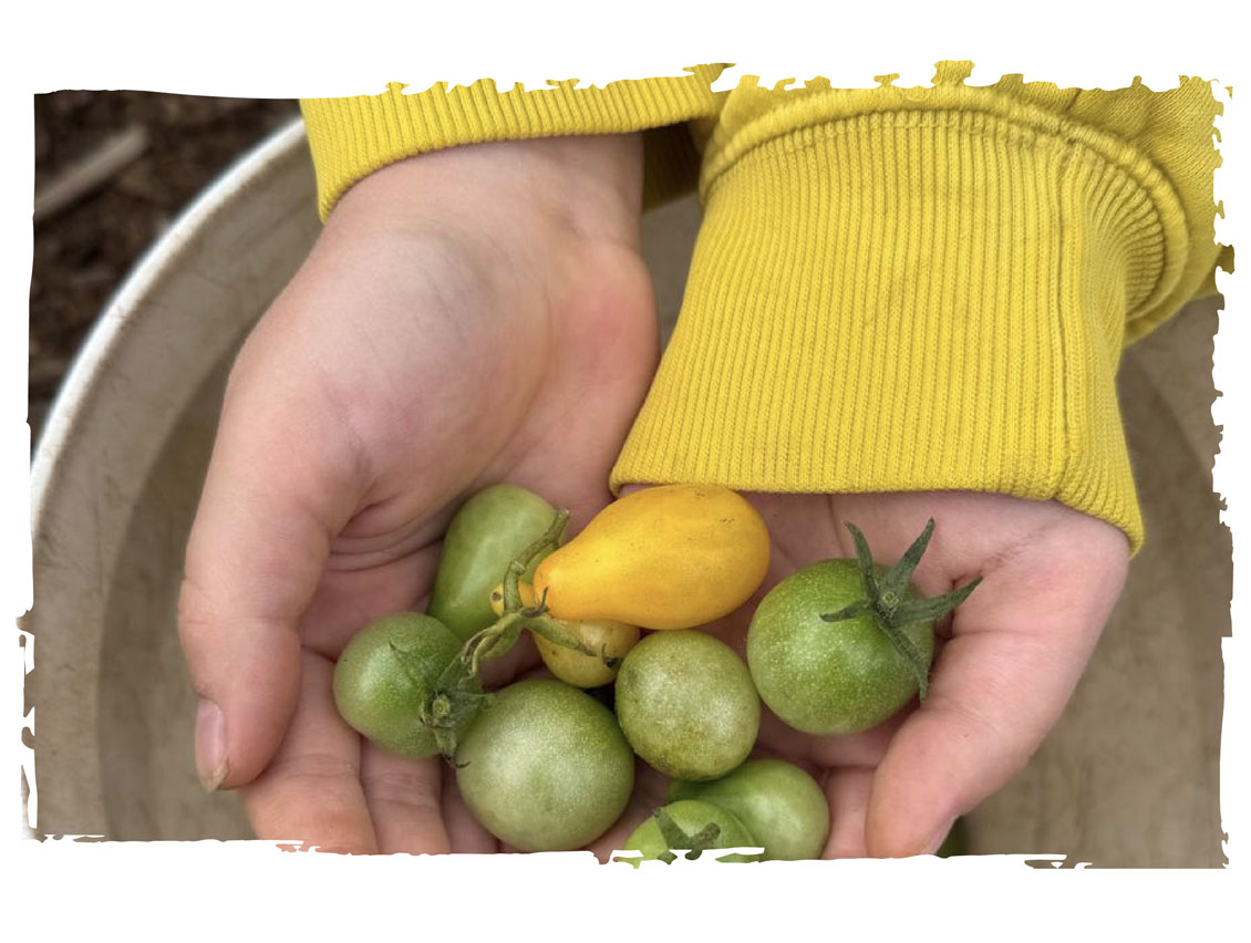 Garden Dispatch, December 2025