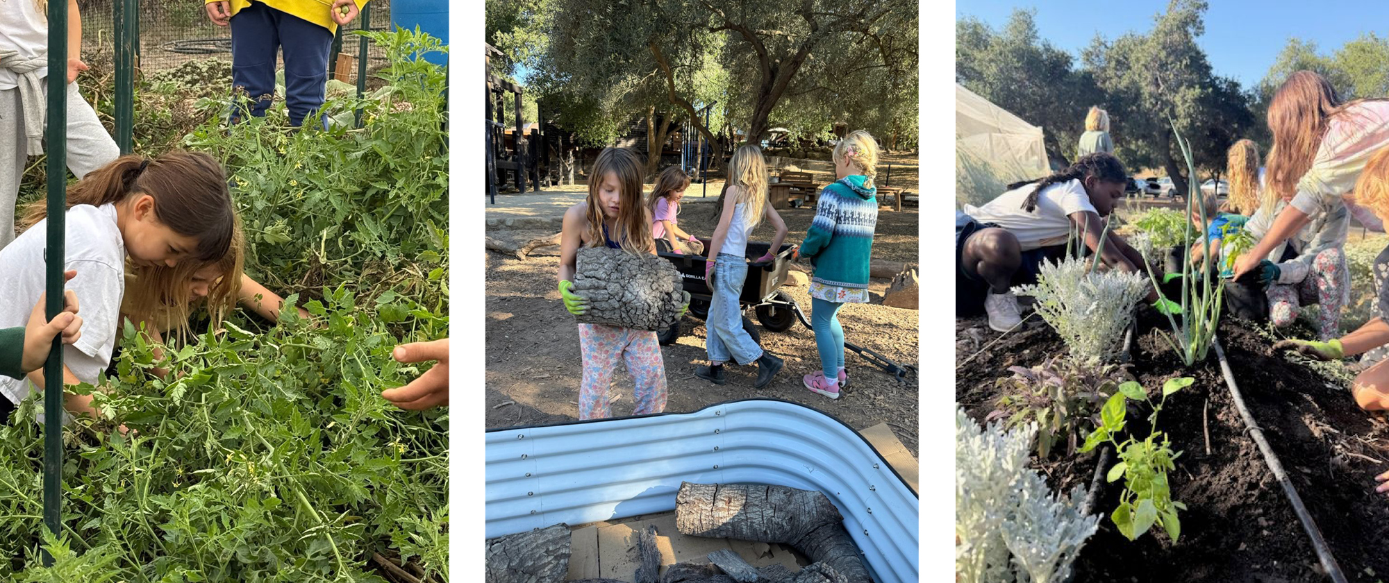 Oak Grove Garden -Winter 2025