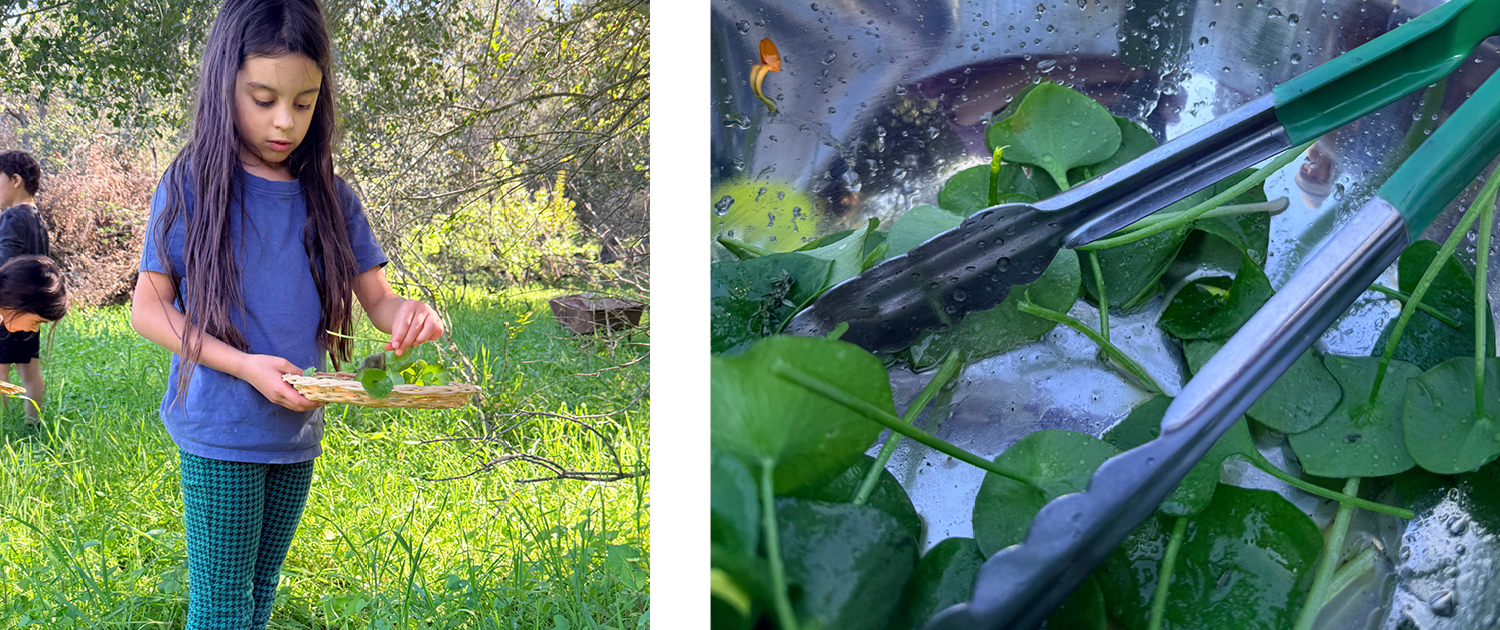 Garden Class Miners Lettuce Spring 2026