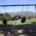 Students on swing set