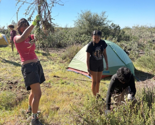 Pines Cleanup Weekend