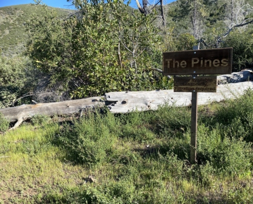 Pines Cleanup Weekend