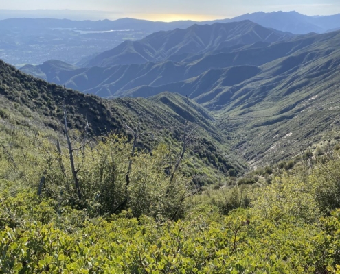 Pines Cleanup Weekend